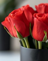Fresh red roses in modern black vase against blurred background, close-up view showing delicate petals and green stems, romantic floral arrangement for valentines.