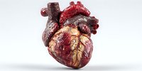 Realistic human heart anatomy model showing detailed cardiovascular structure with arteries and veins for medical education and healthcare training.