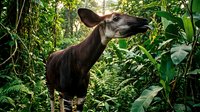 Young okapi standing in dense tropical rainforest vegetation, showcasing striped legs and reddish-brown coat among lush green foliage in natural habitat.