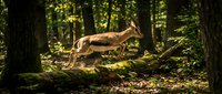Wild deer leaping gracefully over fallen log in sunlit forest clearing. Natural wildlife behavior captured in lush woodland habitat during golden hour lighting.