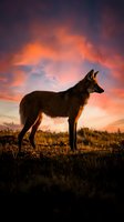 Wild wolf silhouette standing on grassy hill against dramatic orange sunset sky with vibrant clouds for nature and wildlife themed designs.