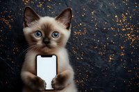 Cute siamese kitten with blue eyes holding a smartphone with blank white screen, dark glitter background, copy space for text or app mockup.