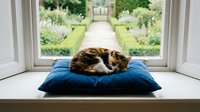 Calico cat sleeping peacefully on blue cushion by open window overlooking lush garden pathway. Cozy indoor pet relaxation scene for home decor concepts.
