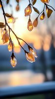 Frozen tree branches with ice-covered buds glowing in golden sunset light, creating magical winter atmosphere with bokeh background and crystalline formations.