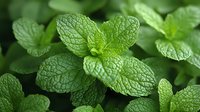 Fresh green mint leaves with detailed texture and natural lighting for culinary herbs cooking recipes tea beverages aromatherapy botanical garden organic farming.