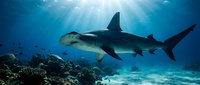 Hammerhead shark swimming over coral reef in deep blue ocean water with sunlight rays penetrating from surface creating dramatic underwater scene.