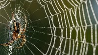 Garden spider weaving intricate web with morning dew drops creating natural patterns for nature photography and wildlife education materials.