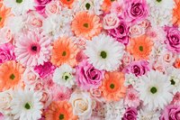 Vibrant floral arrangement with pink roses, coral gerbera daisies, and white chrysanthemums creating romantic background pattern for wedding and celebration designs.