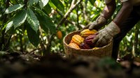 Farmer hands holding wicker basket filled with fresh cacao pods in tropical plantation. Sustainable cocoa bean harvest for chocolate production and agriculture.