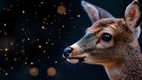 Young deer face in profile against dark starry background with magical bokeh lights, creating mystical forest atmosphere for nature and wildlife designs.