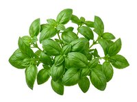 Fresh green basil leaves isolated on white background, ready for culinary design, cooking websites, recipe blogs, and food packaging projects.