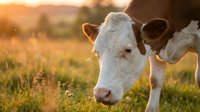 Young Holstein dairy cow calf with white and black markings grazing in sunny pasture field during golden hour sunset light for agriculture and farming.