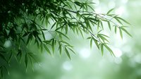Fresh green bamboo leaves against soft bokeh background creating zen atmosphere and natural tranquility, suitable for wellness and spa designs.