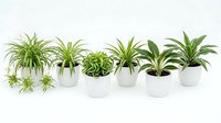 Collection of spider plants in white ceramic pots arranged in row on clean surface for home decor and indoor gardening concepts.