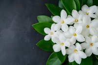 Fresh white jasmine flowers with glossy green leaves arranged on dark gray slate background, creating elegant botanical composition for spa and wellness designs.