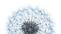 Macro close-up of dandelion seedhead with delicate, wispy structures radiating outward against white background. Isolated botanical element suitable for design projects.