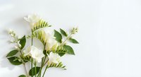 White freesia flowers with green leaves arranged on clean white background for wedding invitations and spring greeting cards.