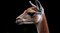Side profile of brown guanaco against dark background showcasing distinctive features, long neck, pointed ears and gentle expression. Dramatic lighting highlights facial details.