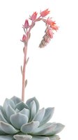 Succulent plant with pink tubular flowers blooming on tall stem, isolated on white background, ready for design projects, botanical illustrations, and decorative applications.