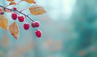 Fresh ripe raspberries on branch with autumn yellow leaves against blurred turquoise background, morning frost on berries creates magical atmosphere.