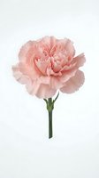 Single pink carnation flower with ruffled petals and green stem isolated on white background for floral design projects and greeting cards.