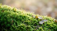 Fresh green moss growing on forest floor with soft natural lighting and blurred background creating peaceful woodland atmosphere for nature designs.
