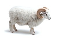 Side view of white ram with curved horns standing against white background, isolated farm animal for agricultural and design projects.