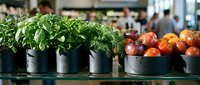 Fresh herbs basil and dill in metal buckets alongside colorful tomatoes at farmers market stand. Organic produce display for healthy cooking and farm-to-table dining.