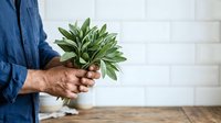Male hands holding fresh green sage herb bunch against white brick wall background, suitable for culinary, gardening, and wellness content.