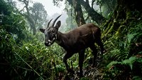 Wild deer with antlers standing in lush green forest surrounded by ferns and moss-covered trees in natural woodland habitat during misty morning light.