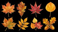 Autumn leaves and acorns set isolated on transparent background, ready for T-shirts, stickers, clipart, sublimation, and print on demand design use.