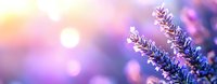 Frosted pine branches with morning dew drops against blurred purple and pink sunrise background create dreamy winter nature panorama with bokeh light effects.