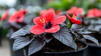 Vibrant coral-red hibiscus flower blooming against dark purple leaves in garden setting, shallow depth of field creates dreamy botanical atmosphere.
