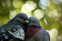 Two pigeons close together showing affection against soft bokeh nature background, displaying iridescent neck feathers and gentle companionship in natural lighting.