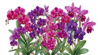 Vibrant magenta and purple orchid flowers with green stems and leaves isolated on white background, suitable for floral design, botanical illustrations, and decorative projects.