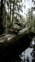 Alligator resting on moss-covered log in swamp with cypress trees and still water, suitable for wildlife and nature editorial use.