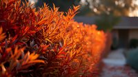 Vibrant orange foliage of ornamental shrubs lining a residential pathway at sunset, creating a warm autumn atmosphere for landscape design.