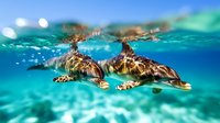 Two sea turtles swimming together in crystal clear tropical ocean water with sunlight filtering through surface creating magical underwater scene.