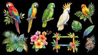 Colorful parrot and tropical bird collection isolated on transparent background, ready for t-shirt design, clipart, stickers, sublimation and print-on-demand projects.