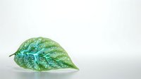 Isolated green leaf with turquoise veins and water droplets on white background, suitable for design projects, botanical illustrations, and nature-themed graphics.