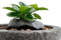 Fresh green plant growing from black stone in concrete pot with soil, minimalist zen garden composition against white background. Wellness concept.