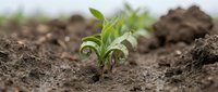 Young green plant seedling emerging from rich brown soil with unfurling leaves showing new life and growth in agricultural field for farming concepts.
