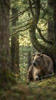 Brown bear resting peacefully under curved tree branches in natural forest habitat during golden hour lighting for wildlife photography.