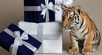 Young tiger cub standing next to wrapped gift boxes with white bows on neutral background. Suitable for holiday promotions, greeting cards, and festive marketing materials.