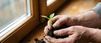 Elderly hands gently protecting young green seedling sprout growing from soil near window. Concept of care, growth, nurturing life and environmental protection.