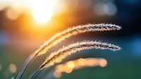 Golden grass plumes swaying in warm sunlight with soft bokeh background creating peaceful natural scene for wellness and mindfulness content.