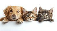 Adorable golden puppy and two tabby kittens lying together on white background, perfect for pet care designs, veterinary materials, and animal lover content.