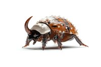 Brown and white rhinoceros beetle on white background, detailed macro photography showing texture and anatomy of exotic insect species. Isolated specimen ready for design use.