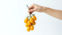 Hand holding fresh yellow cherry tomatoes on vine against white background for healthy eating and organic food concepts.