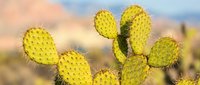 Yellow prickly pear cactus with spines in desert landscape, suitable for nature, botanical, and southwestern themed designs.
